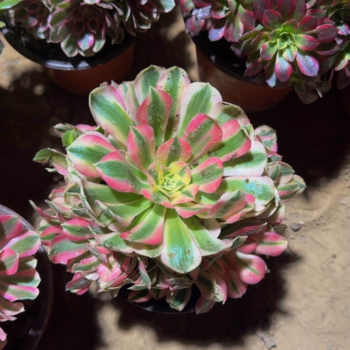 粉女巫周正9.9。    