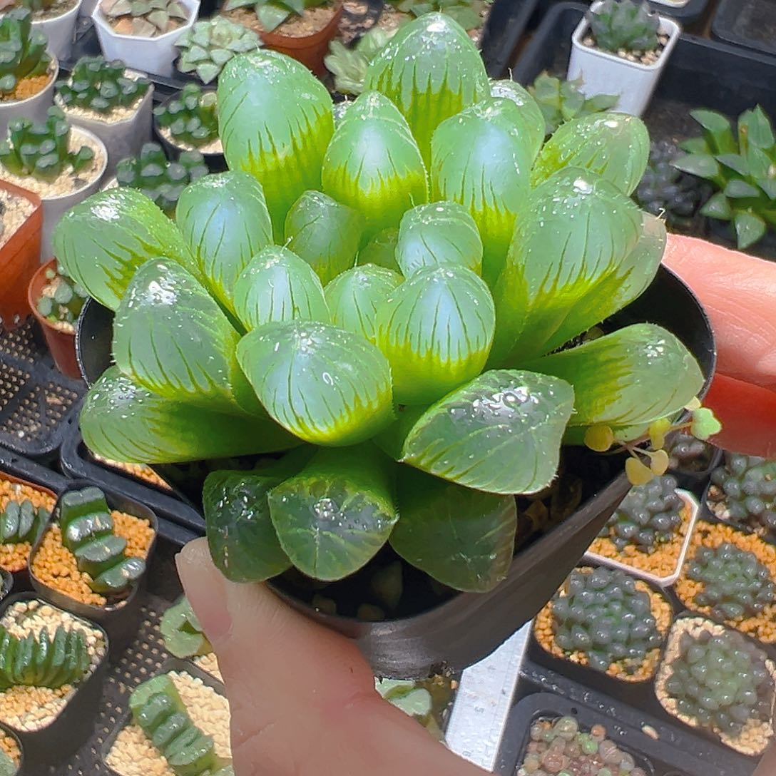 灯芯玉露多肉多肉一颗