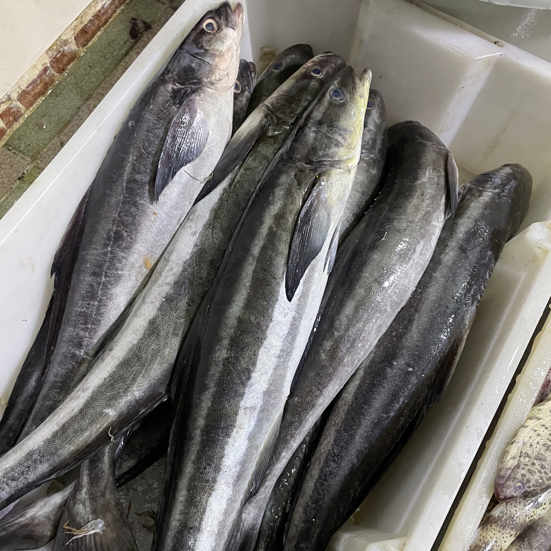 惠来神泉港口海鲜海犁鱼野生海鱼军曹鱼