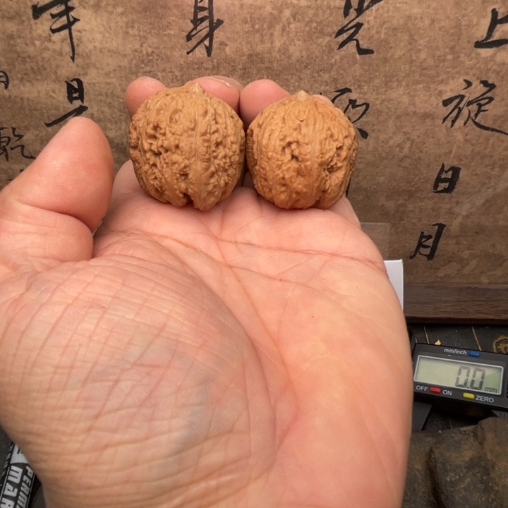 九号金龙盘住灯笼