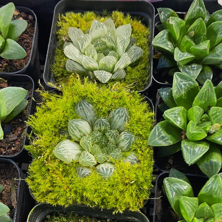 白斑玉露带盆土发