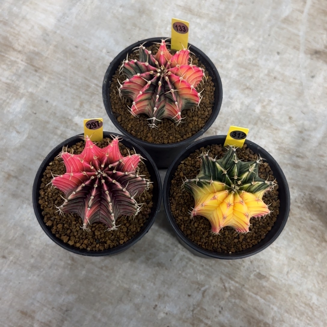 u***姐297+312+133号三棵