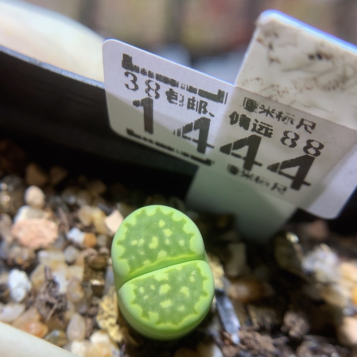 zzzz我的小可爱们1444