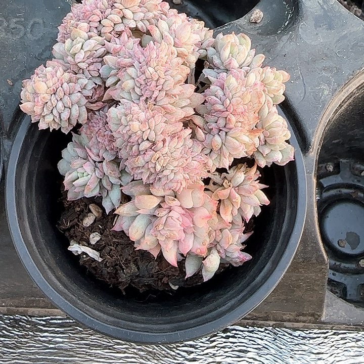 青蛙王子儿童牙膏111