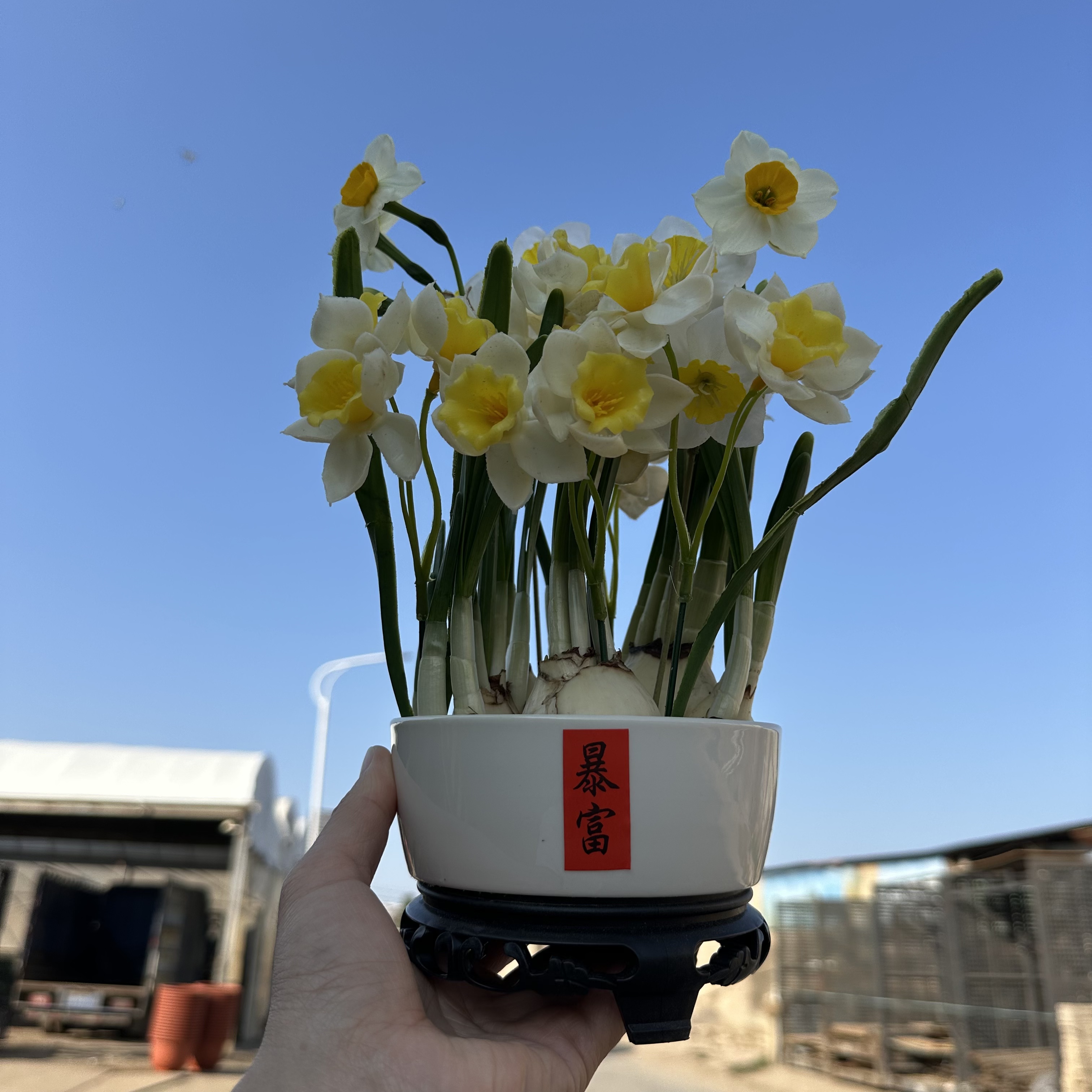 漳州水仙花盆栽年宵花卉开花水培室内外冬季绿植好养家居绿植好看