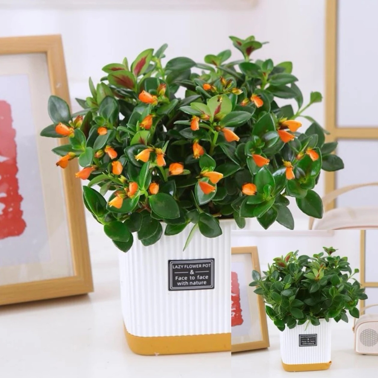 Y【带白盆】金鱼花苗四季开花盆栽吊兰阳台好养绿植花卉大全耐寒