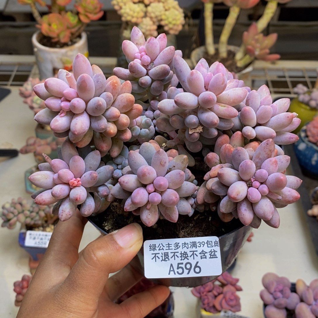 596婴儿手指多肉12c m