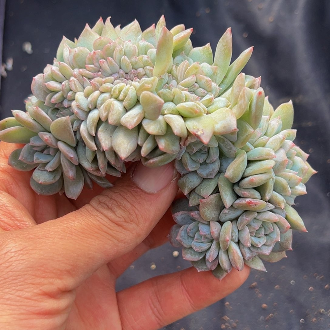 新年快乐 新年快乐