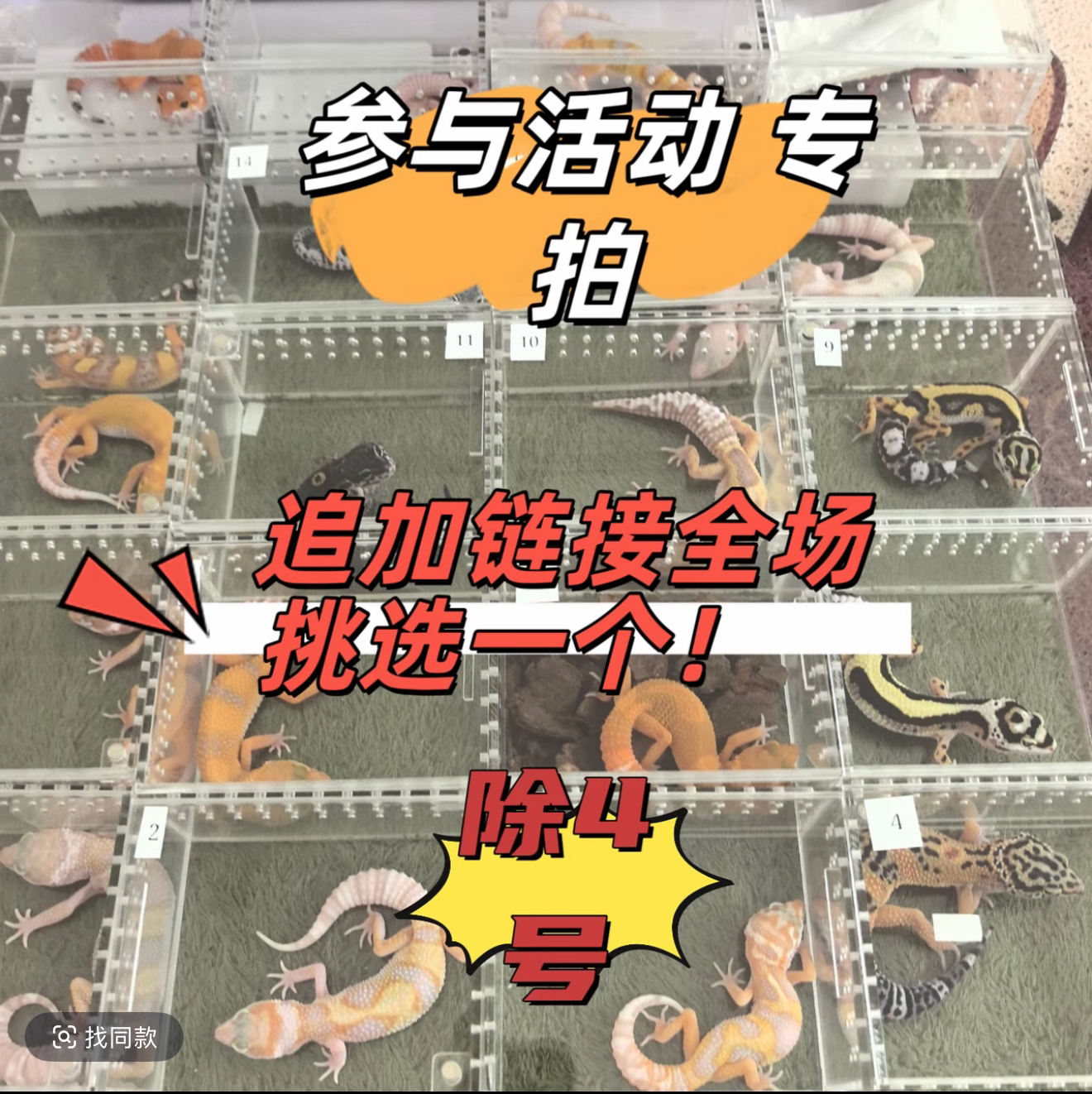 【补差价专用】补运费专用！单买不发货，不发豹纹守宫！