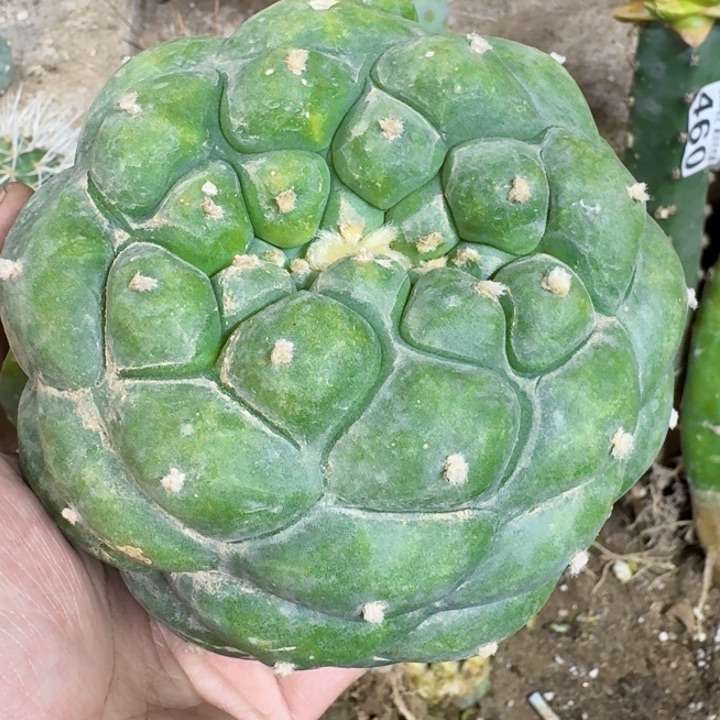 福利大大尤海仙757