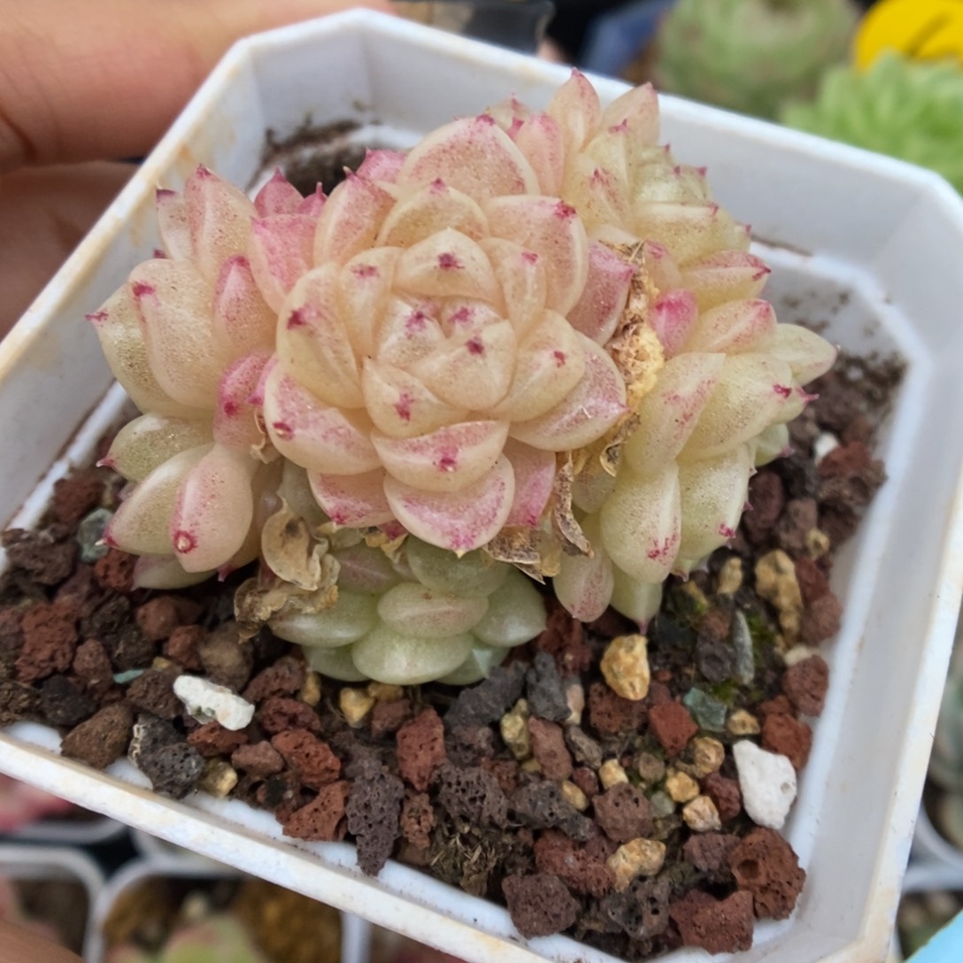 丽丽麦秆群生436号