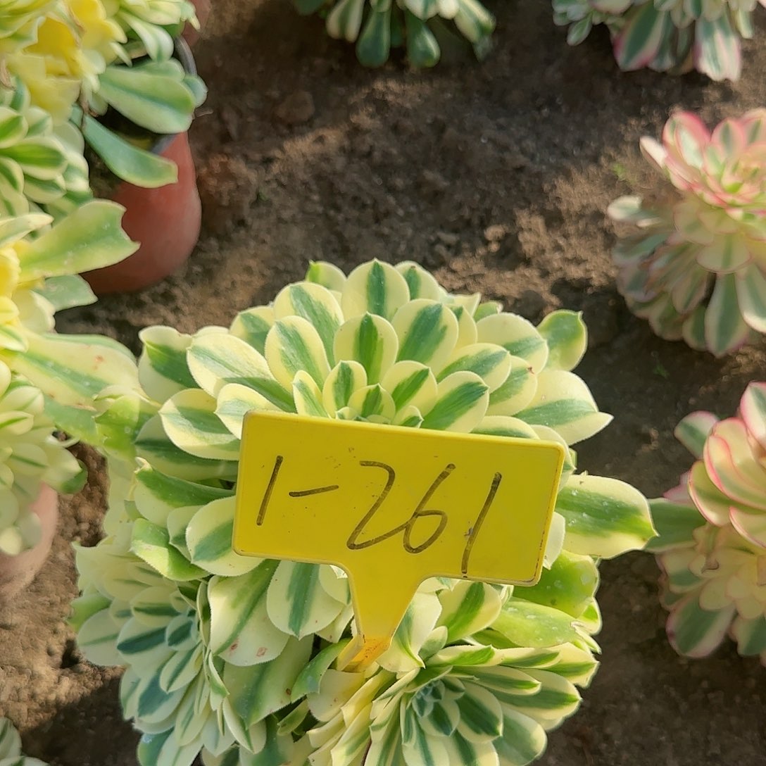 香****/1-261---多头多肉植物