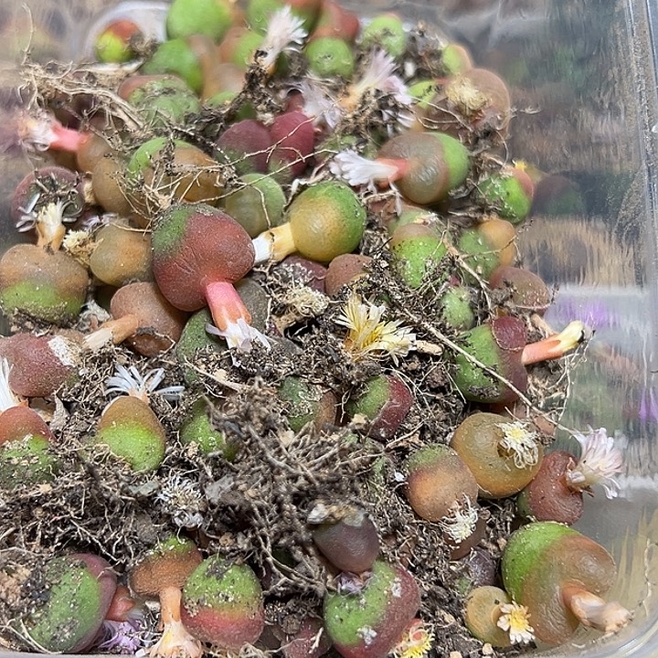 听***8045号清盘福利毛zyyyxyxxwww