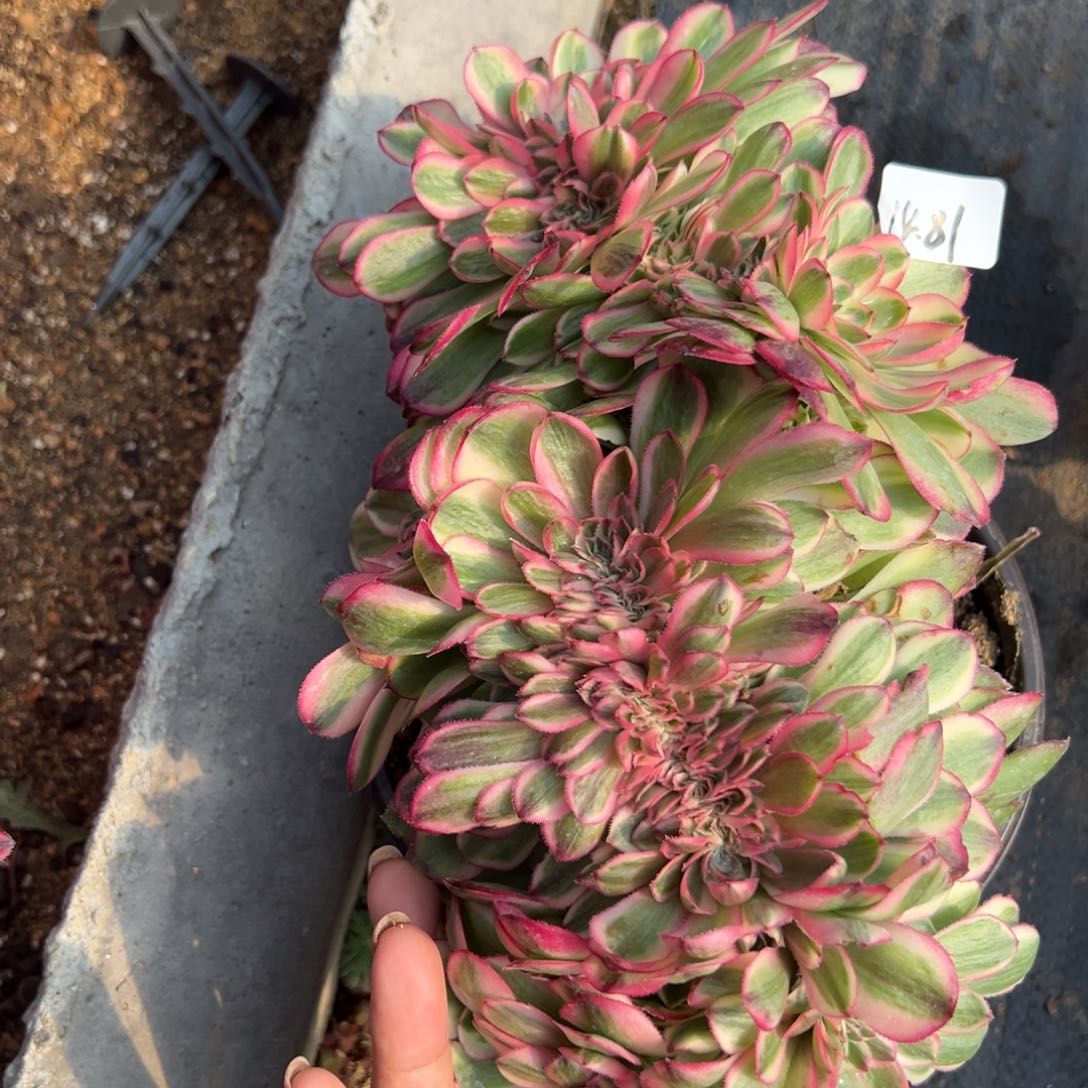 81荔枝缀多肉植物