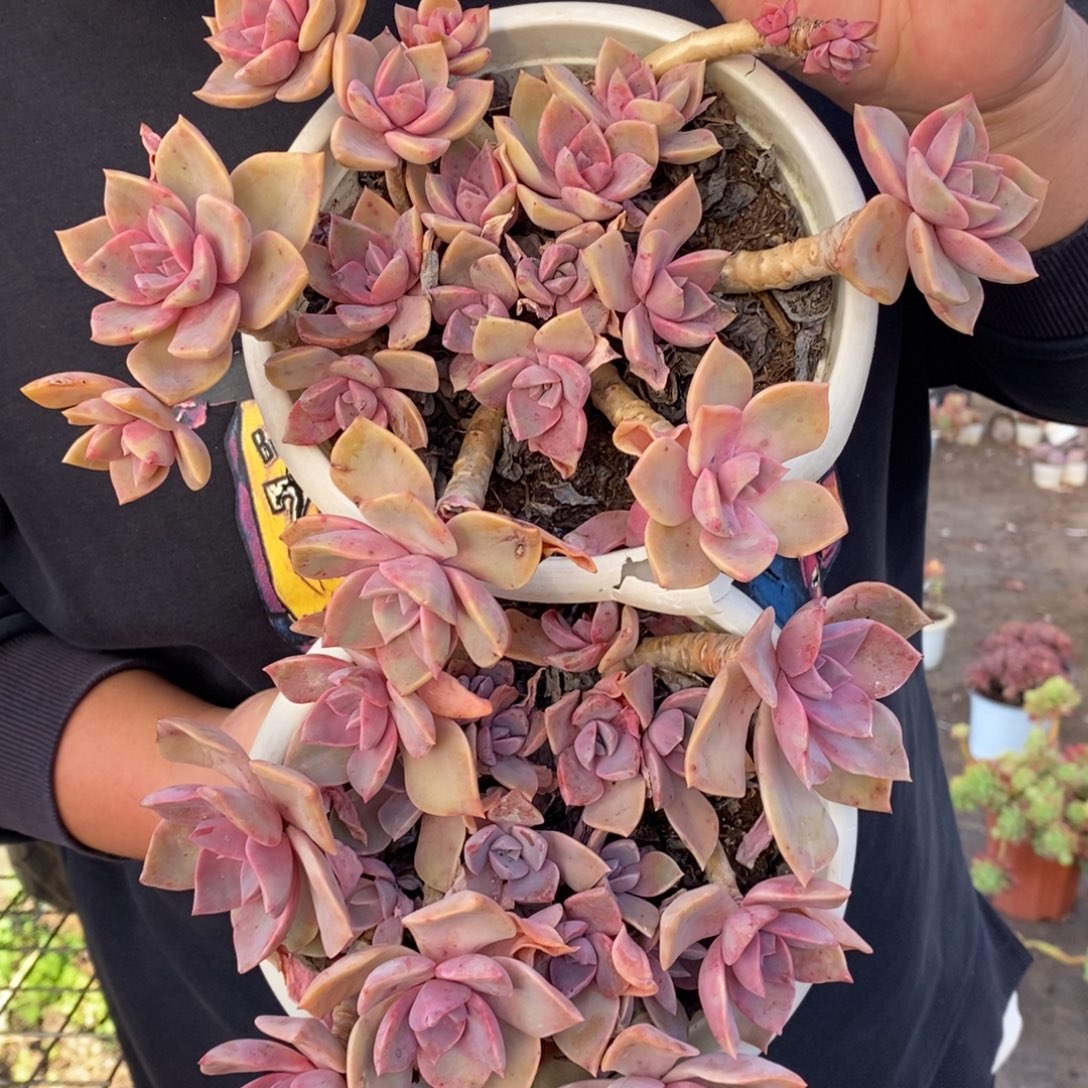 中国初恋整桩两盆