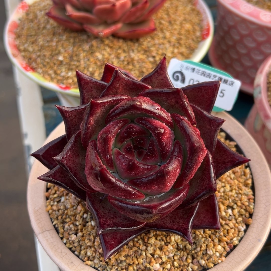 从前慢多肉精选编号0215.5