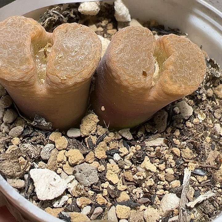 225号特价风铃多肉植物