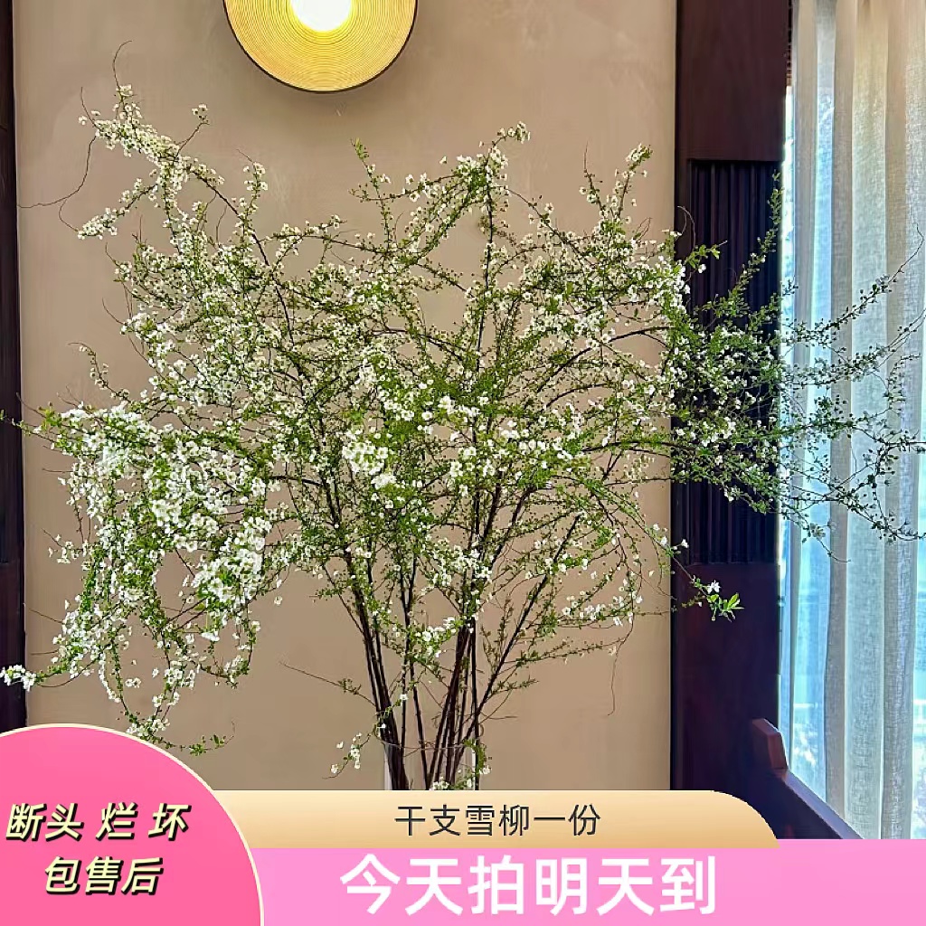 新年特价果语精选【干支雪柳10支】云南鲜花批发次日达5度以下加拍保温棉