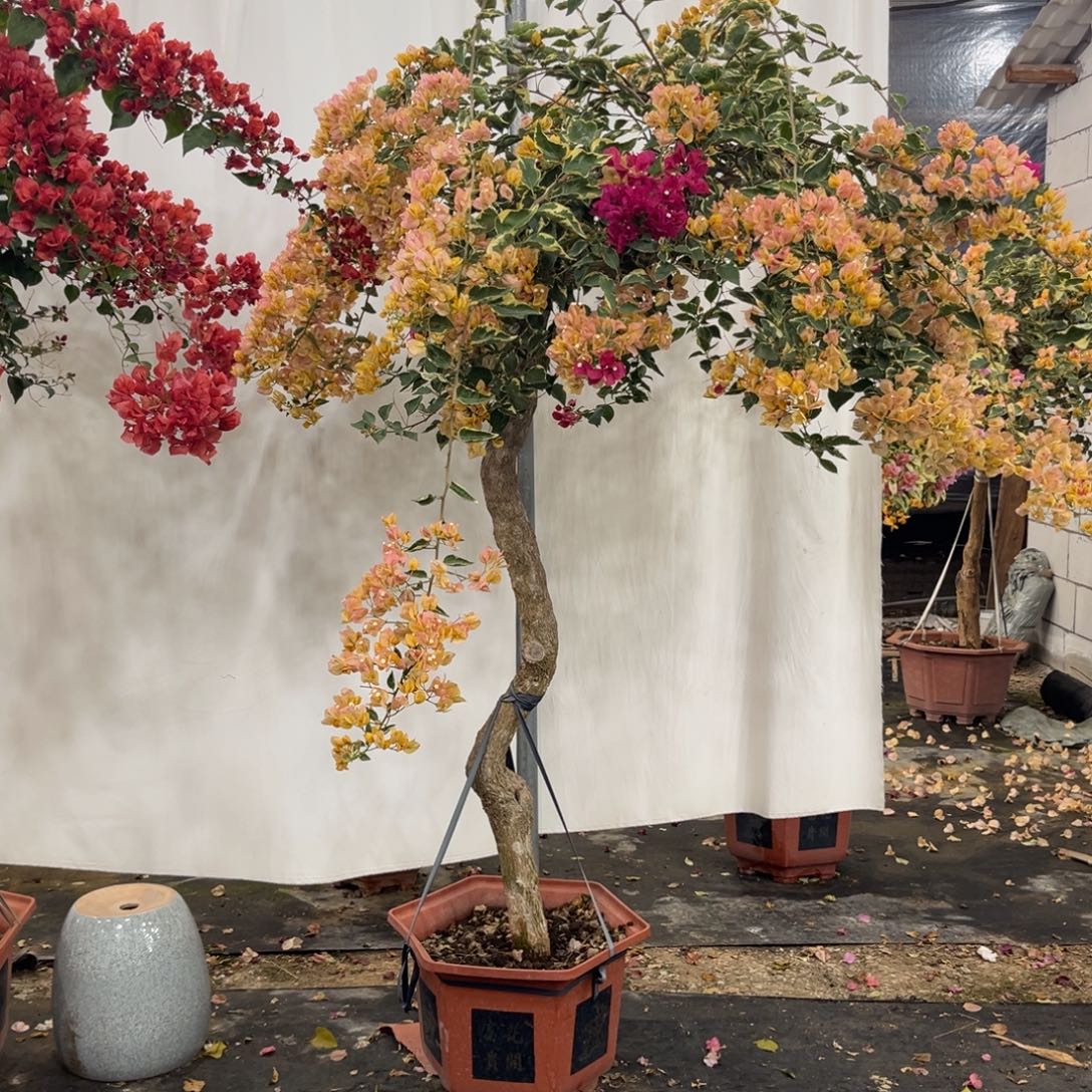 完全开放三色黄马斯