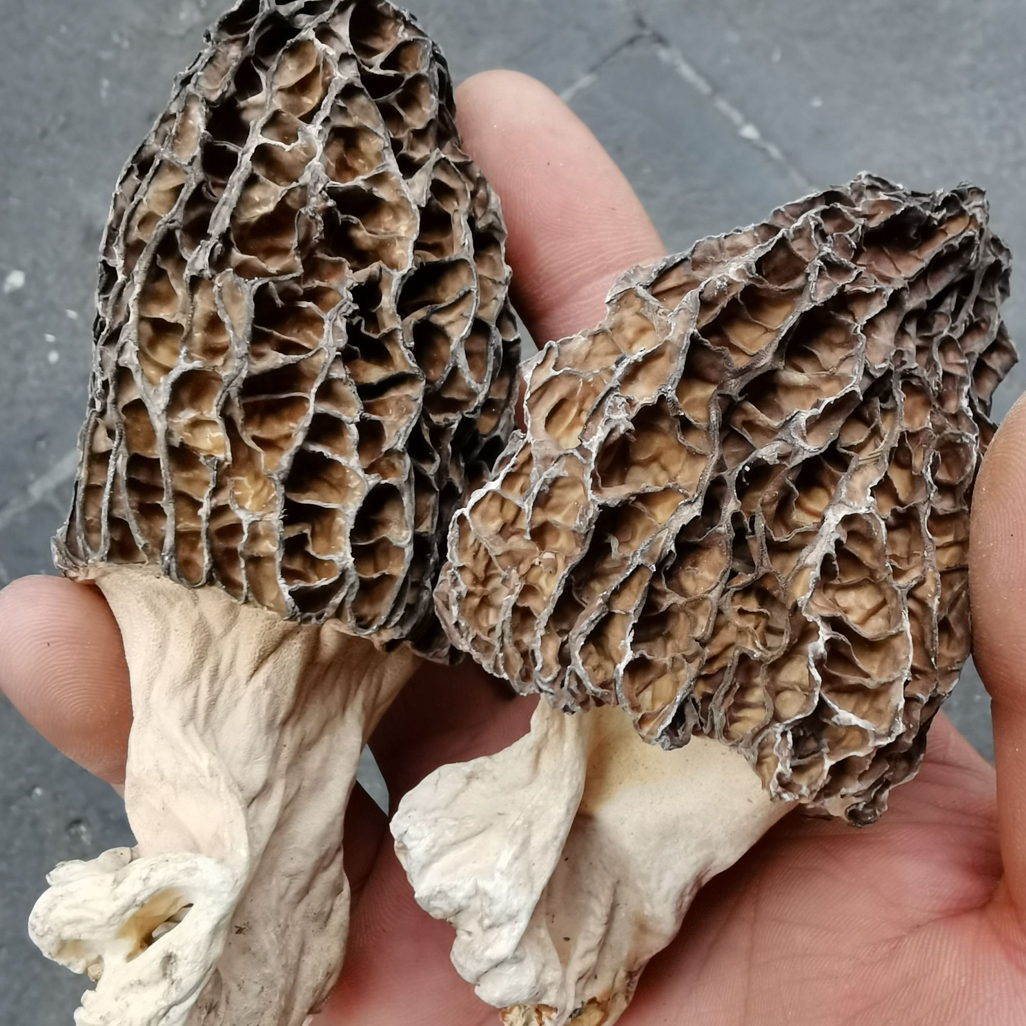 特级野生羊肚菌菇