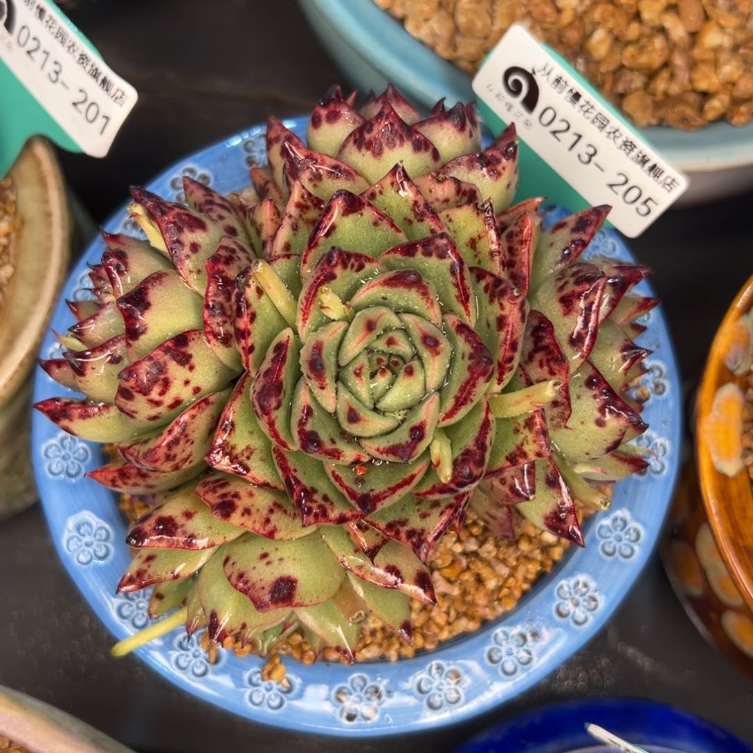 多肉一物一拍0213-205