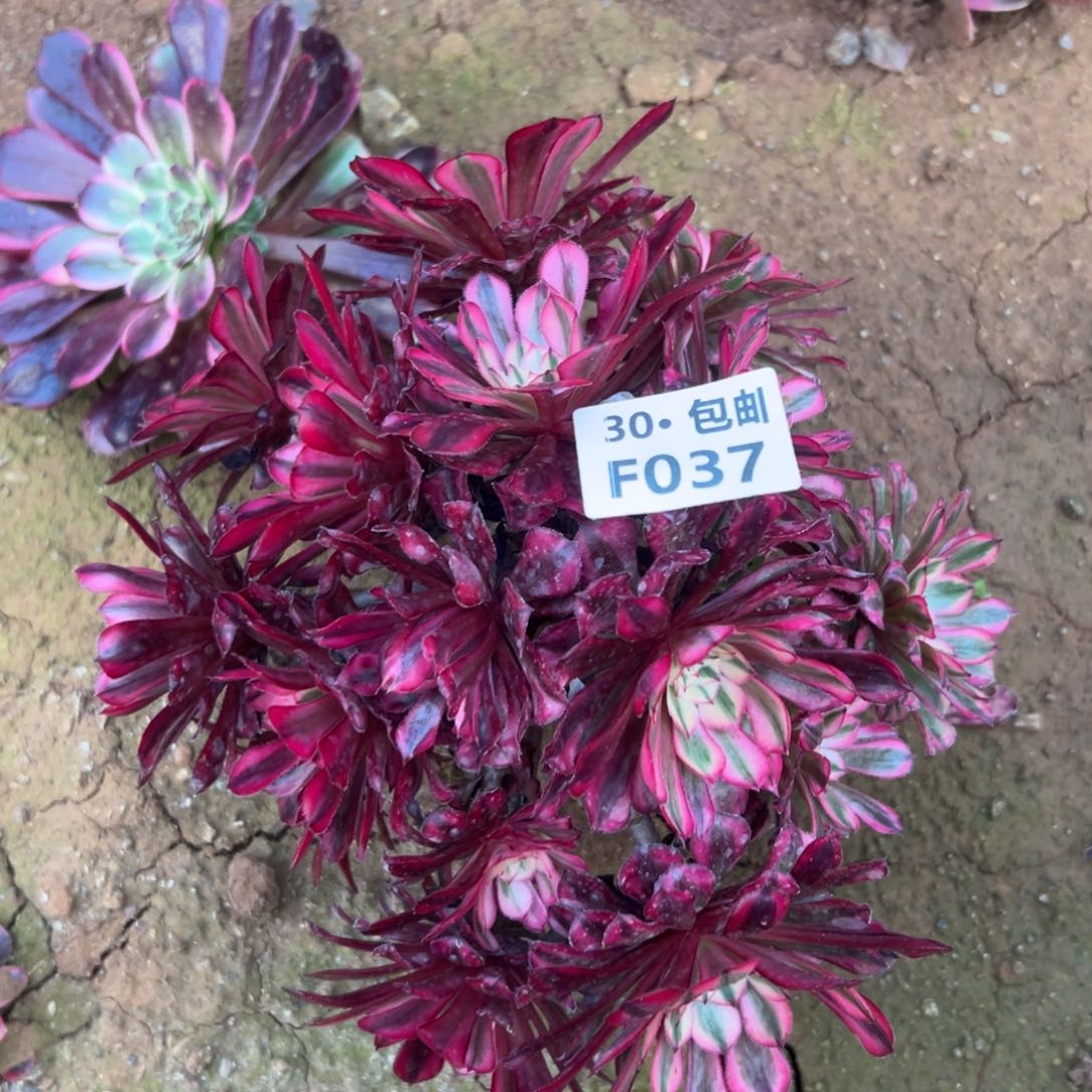 037红铜白多肉法师