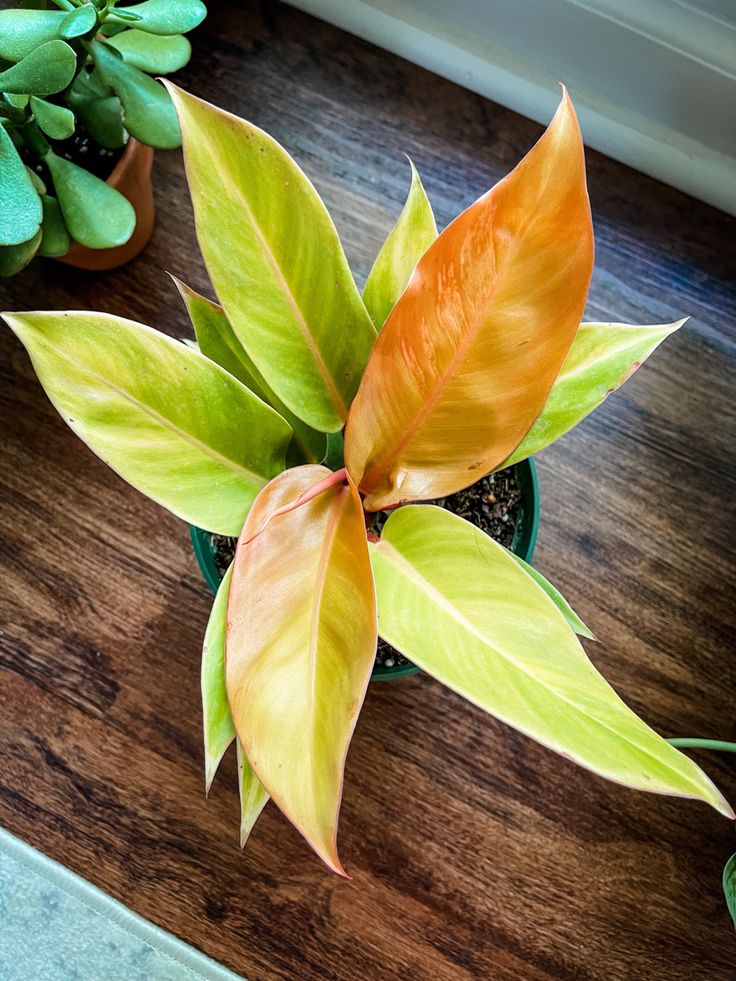 新奇观叶植物【精品】阳光帝王蔓绿绒盆栽旭日东升可吸花园庭院绿植