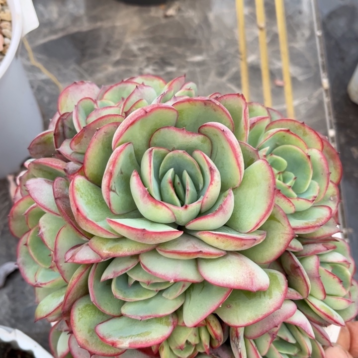 牡丹亭23174多肉植物