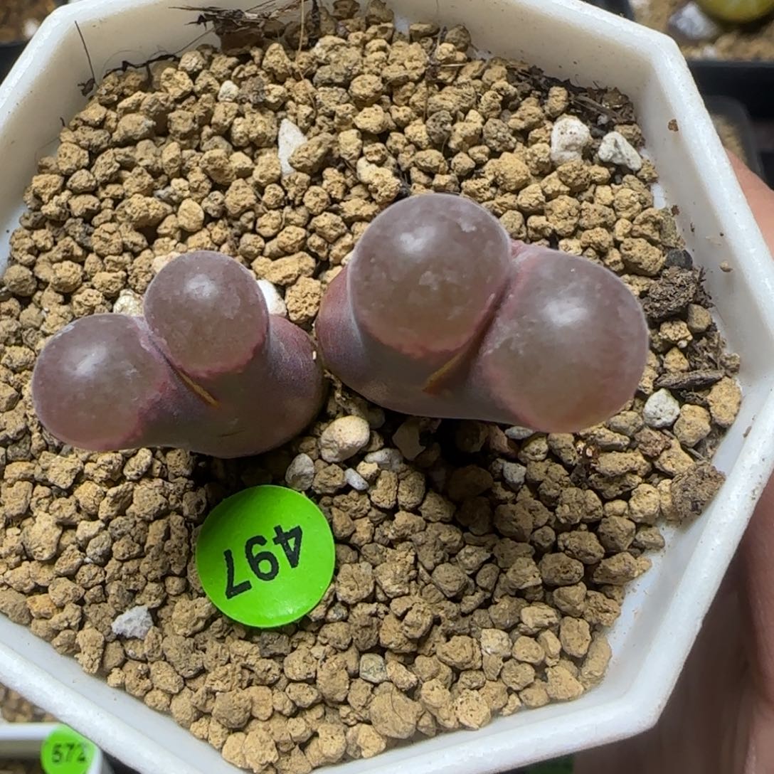 漂漂亮亮多肉植物497