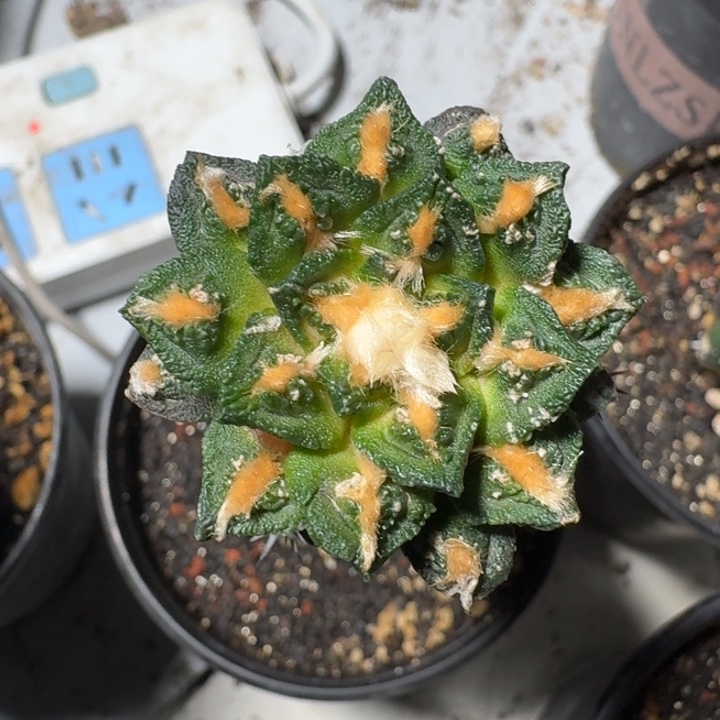 牡丹仙人球3.8公分