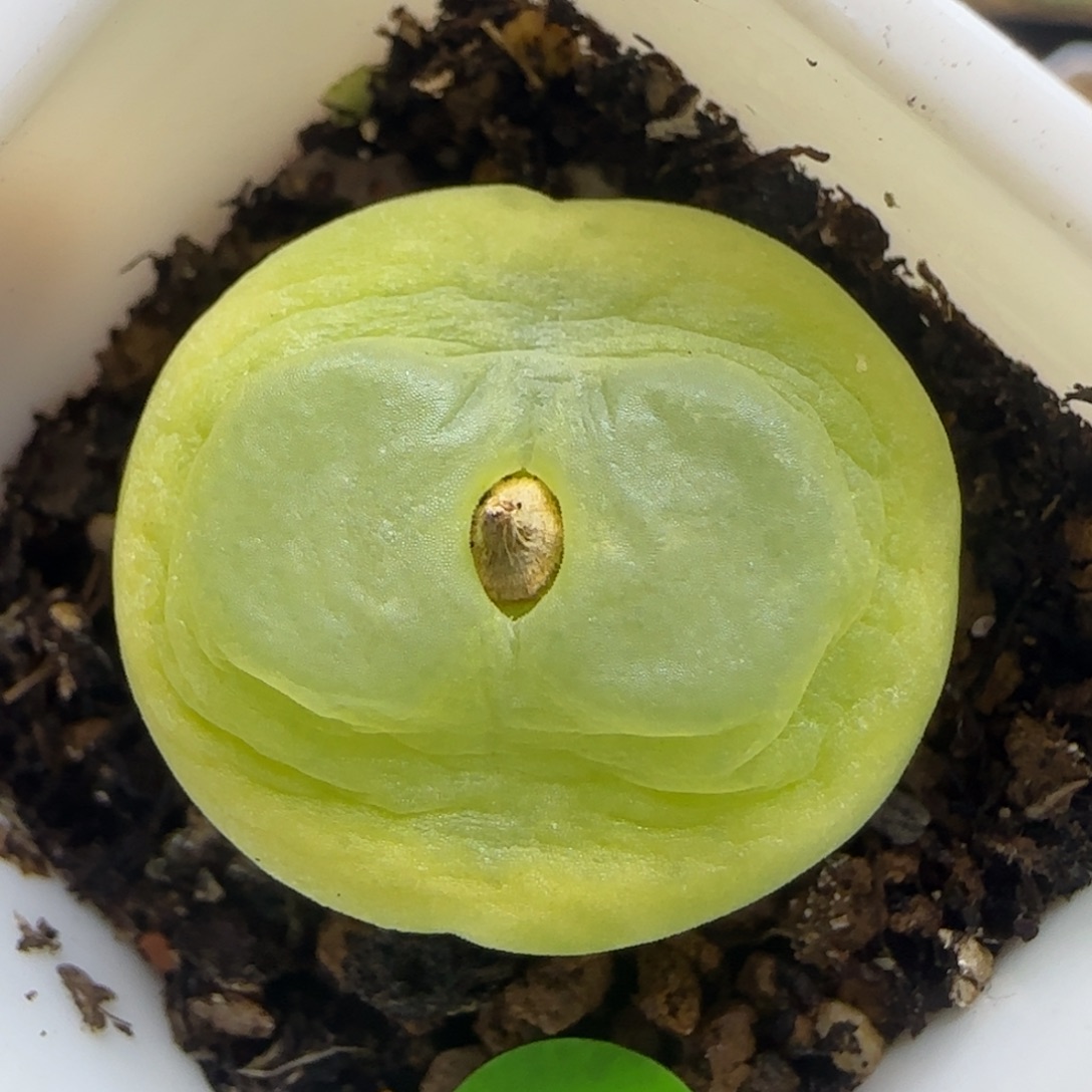 拉登漂亮多肉植物80