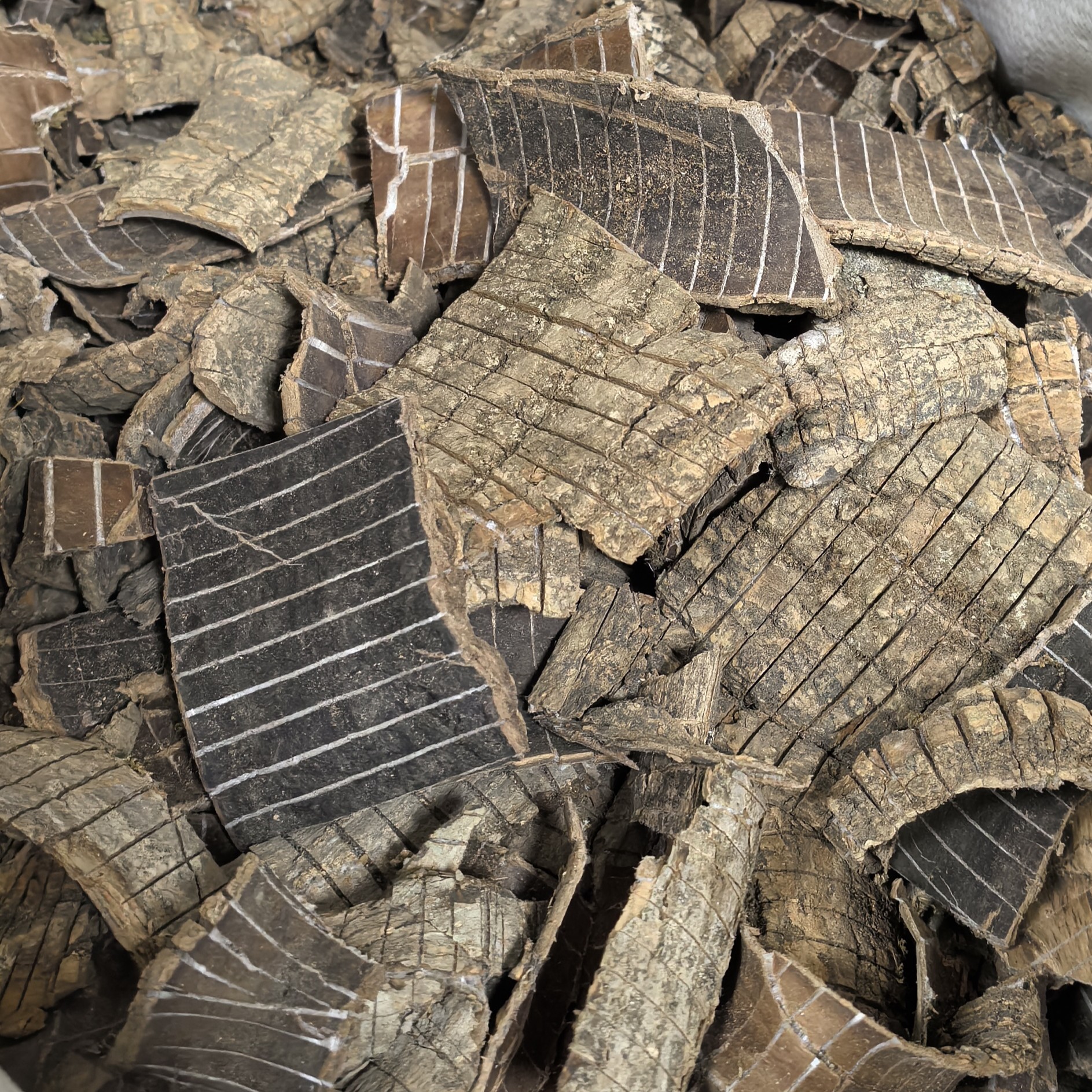 杜仲 带树皮 原色货