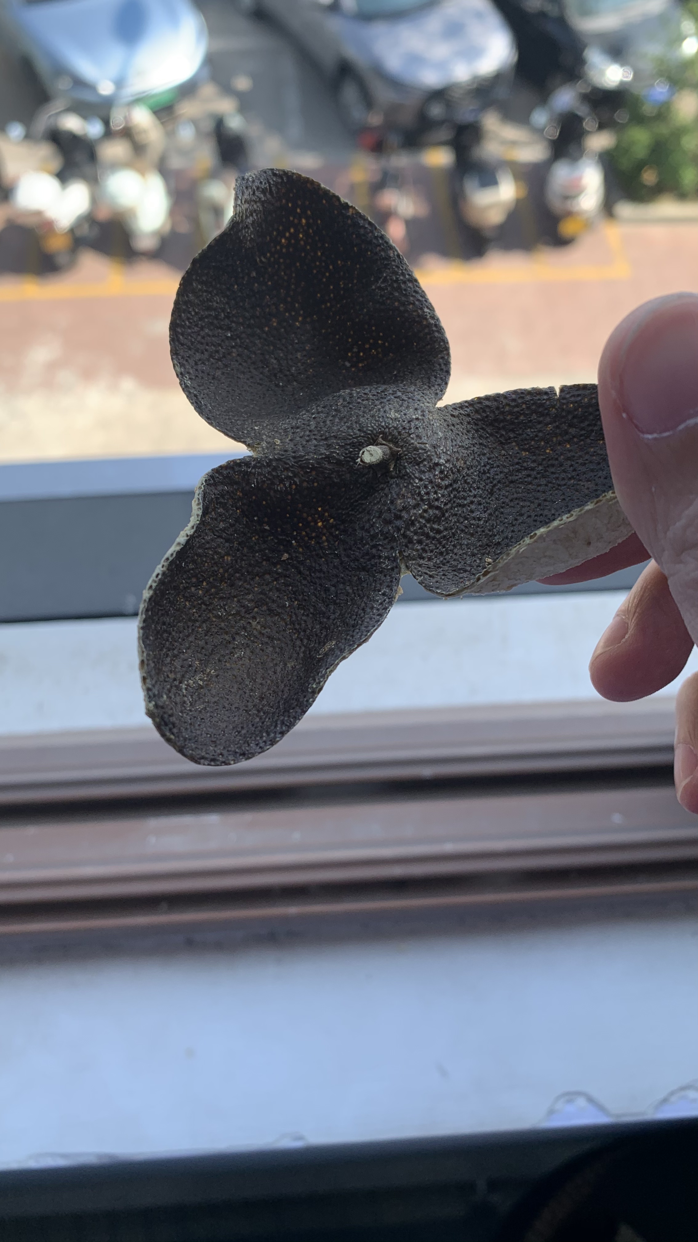 【2019天马老树原枝中青皮】传统生晒  油包丰富  香气浓郁