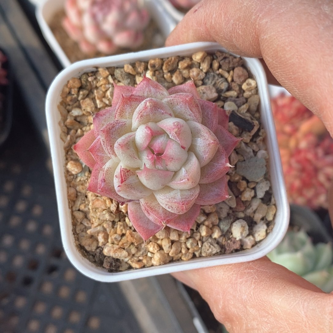 精品多肉一物一拍不包整135