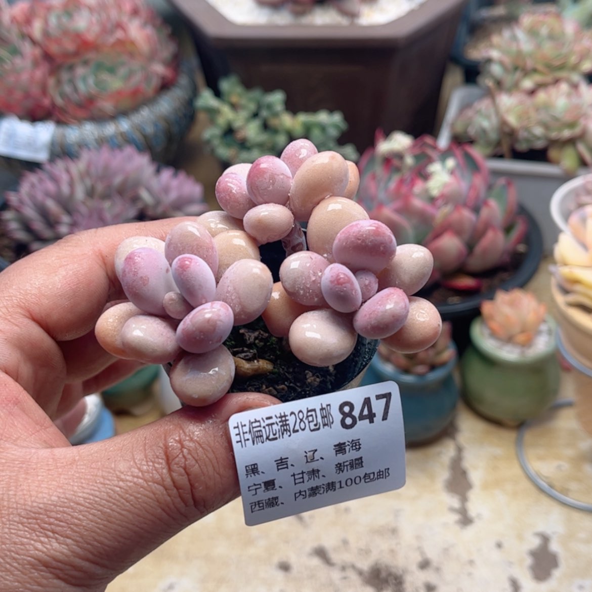 【闪购商品】847桃蛋
