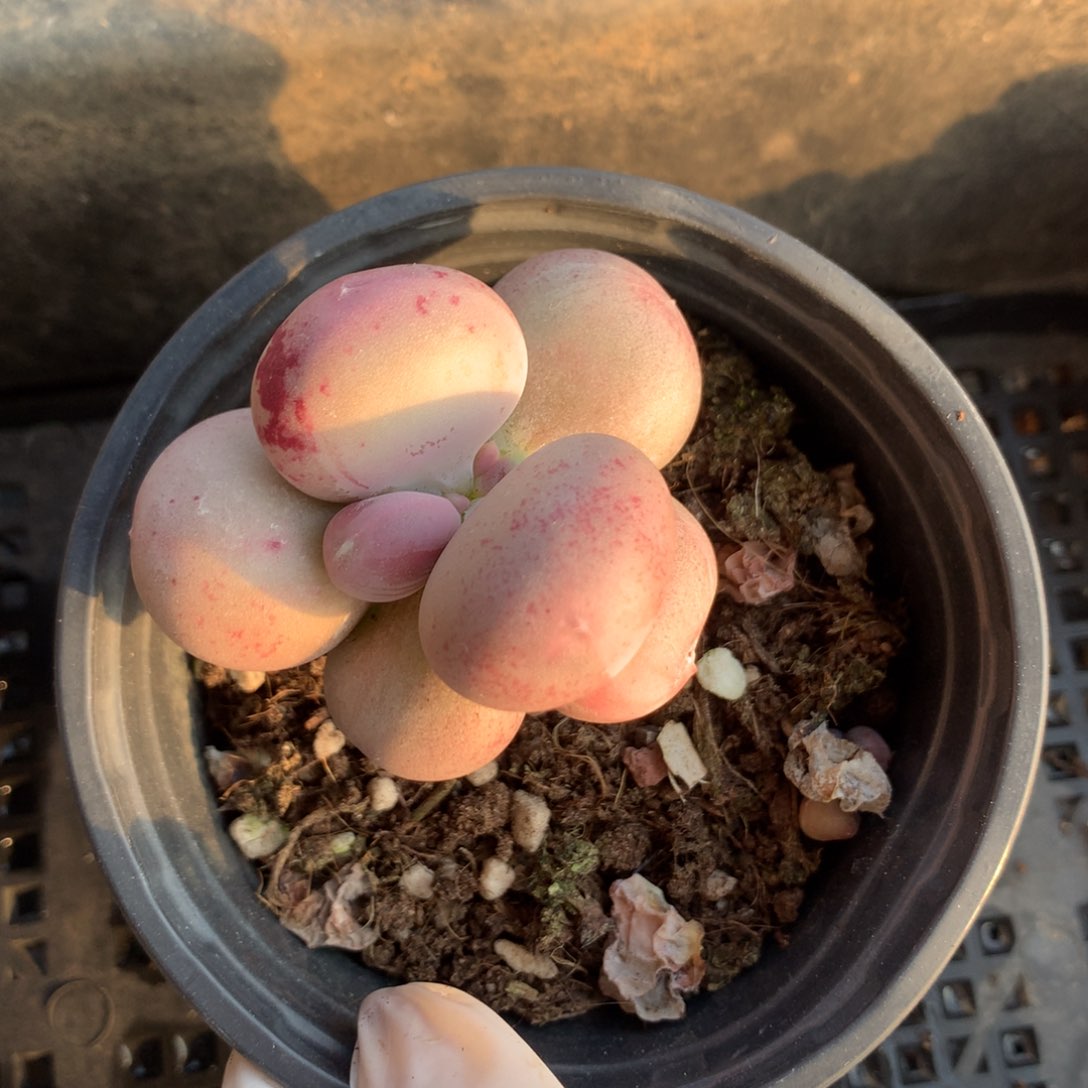 小屁桃，奶酪多肉小屁桃