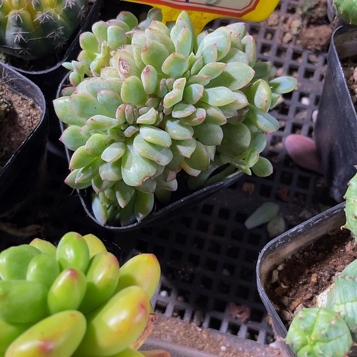 勇敢缀化带盆土发