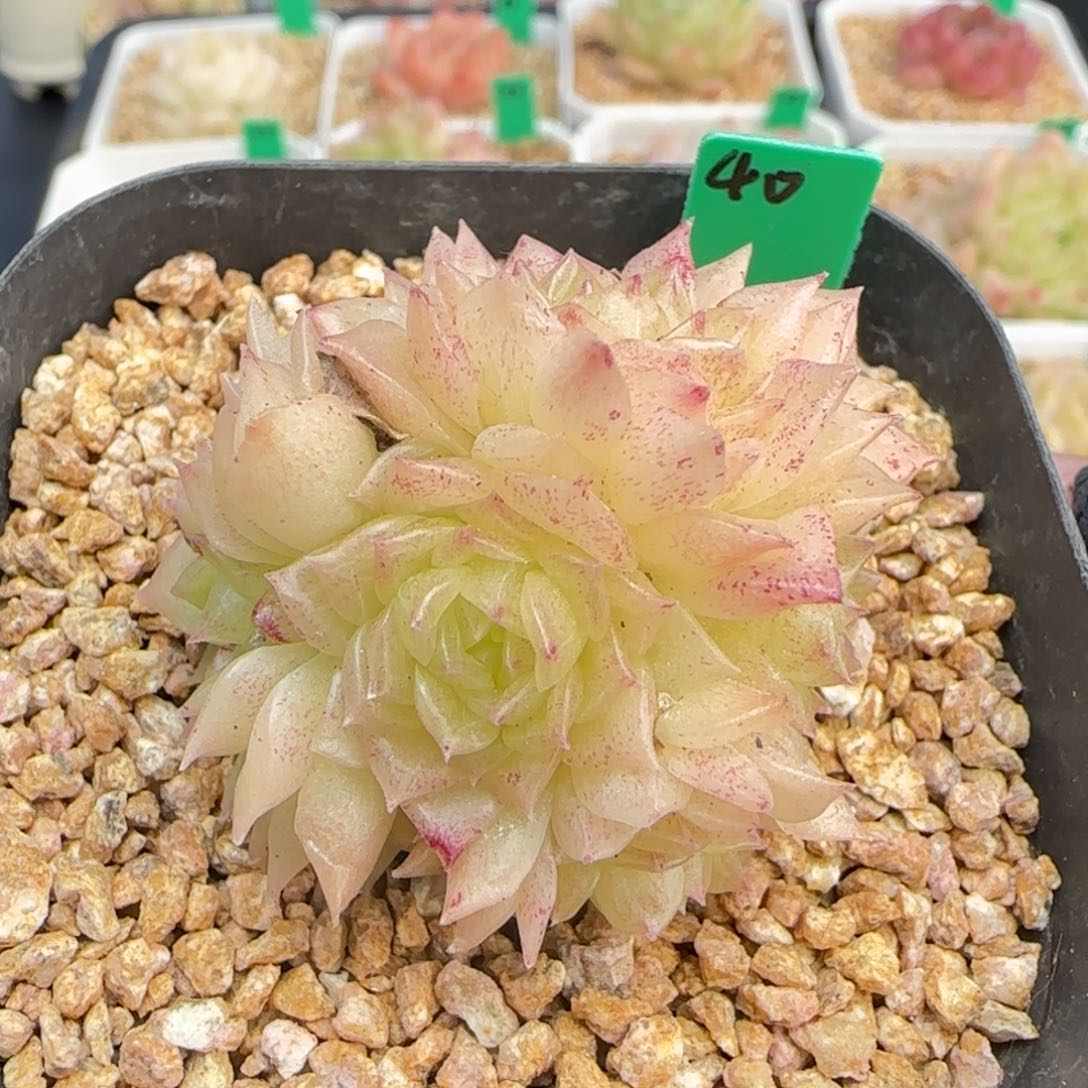 多肉40    麦秆不包整  6厘米盆