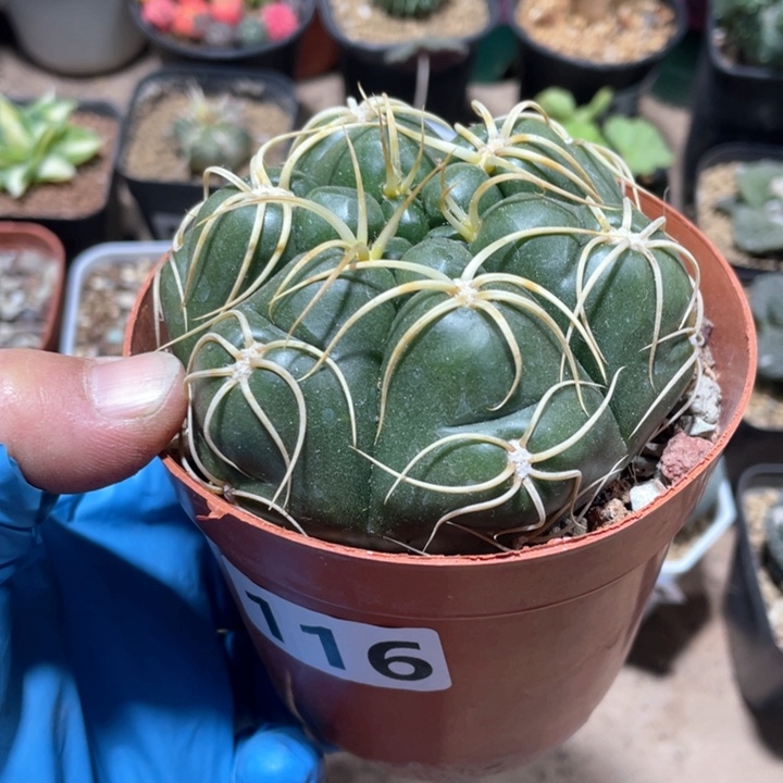 116实生趴刺高木海王