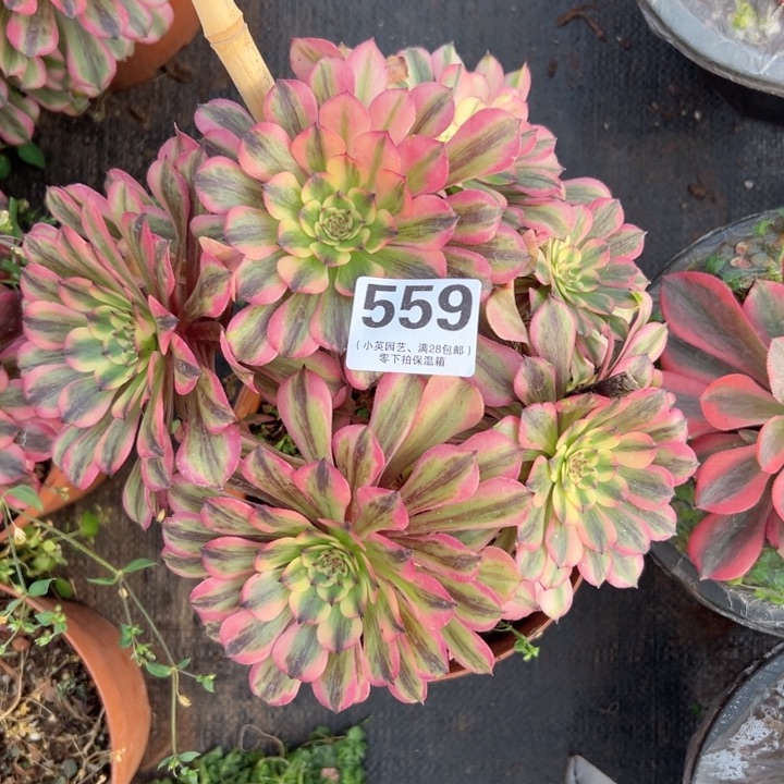 559多肉植物胭脂