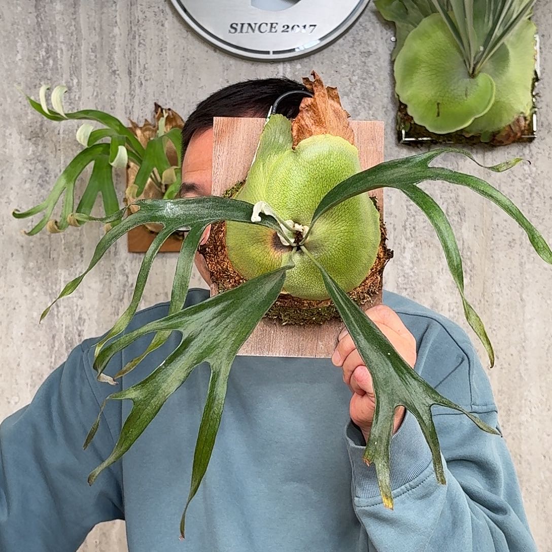 完全开放小猫咪鹿角蕨春野花园