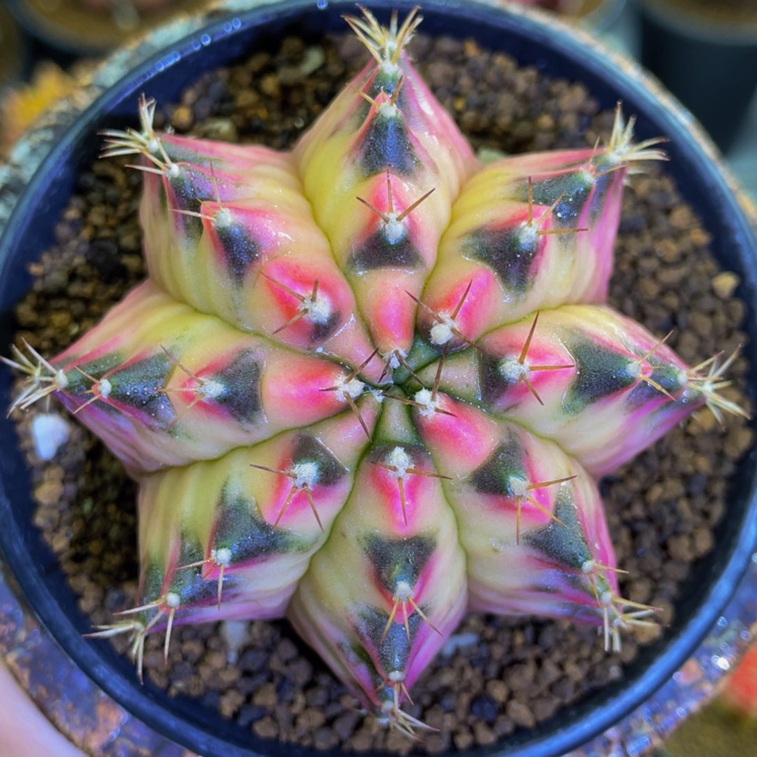 米哈星球000000000006666