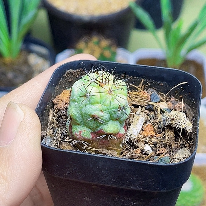 帝王丸自根球一颗2.1公分