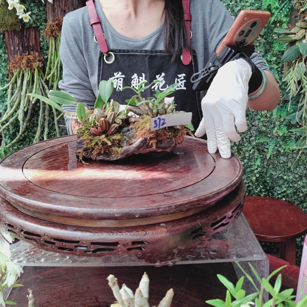 272喉红泰聚花卉植物微景观