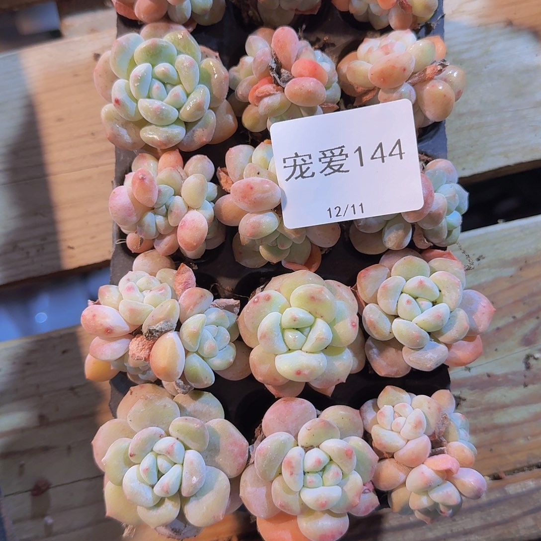 荣***姐直播福利一物一拍144