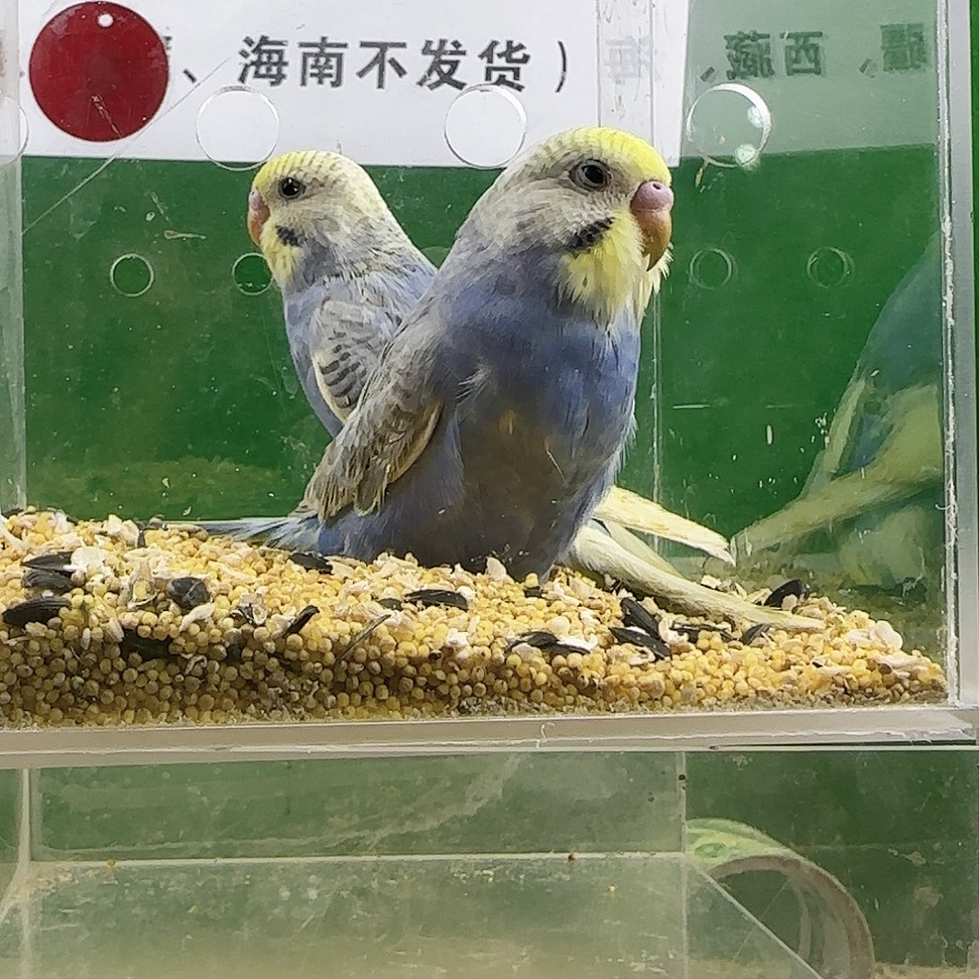 虎皮鹦鹉金彩鹦鹉 