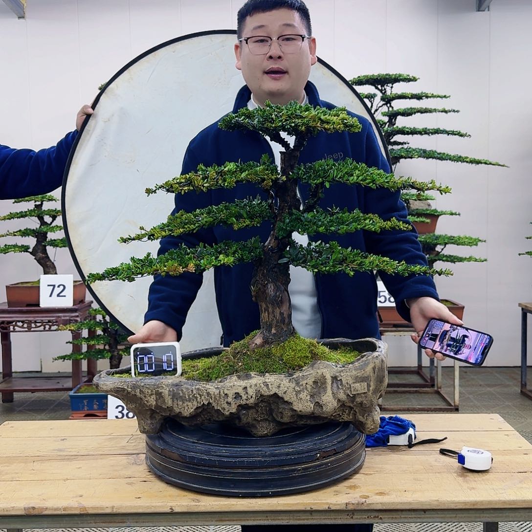 盆景珍珠红芽罗汉松盆景