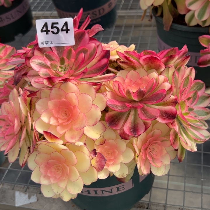 454荔枝朵朵25厘米左右