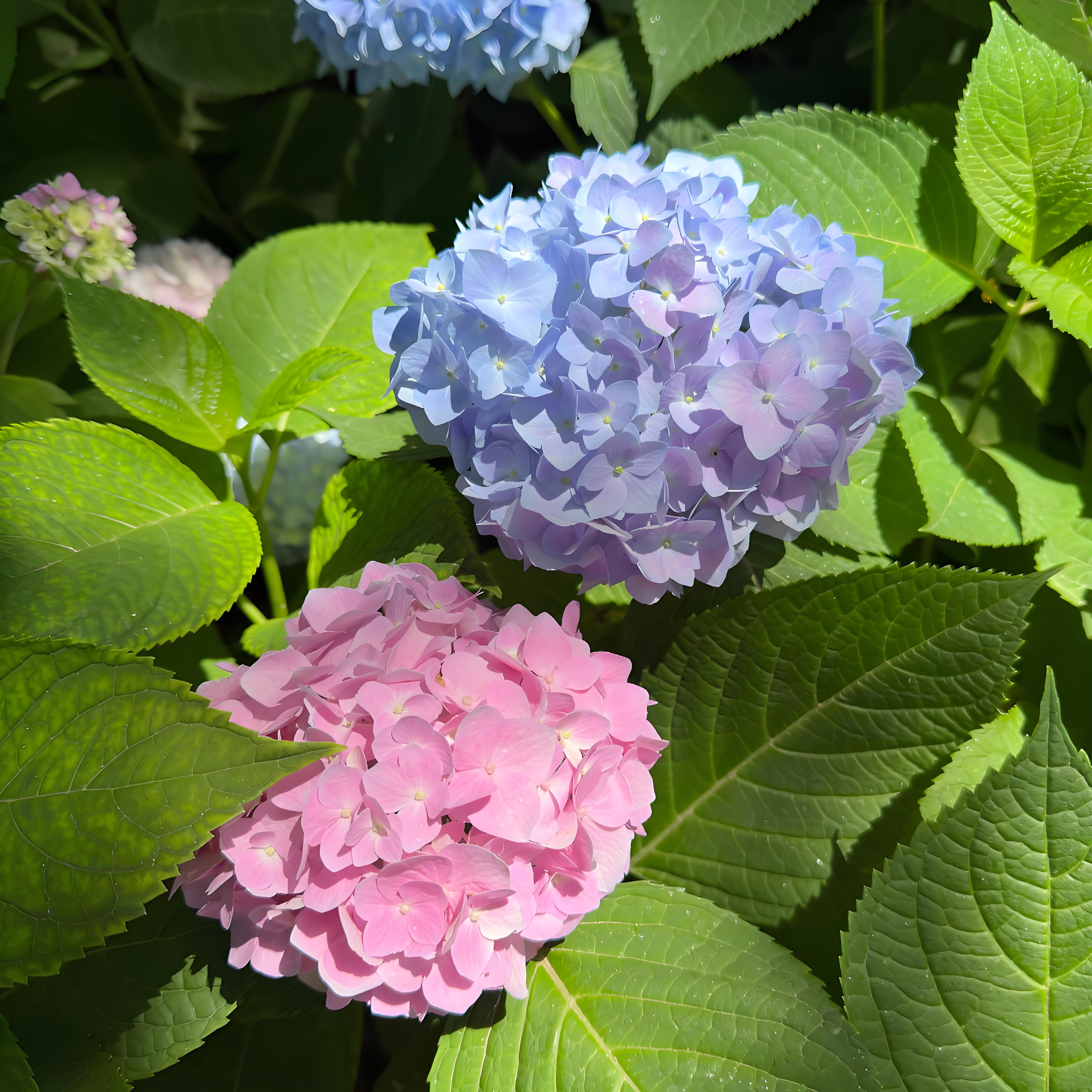 彩色绣球开花带花苞庭院室内盆栽花卉