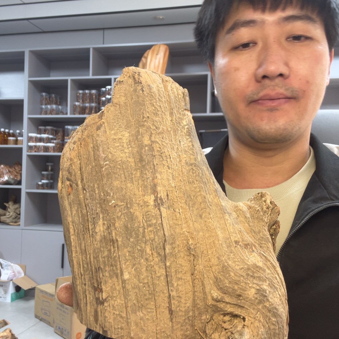 线香太行崖柏毛料